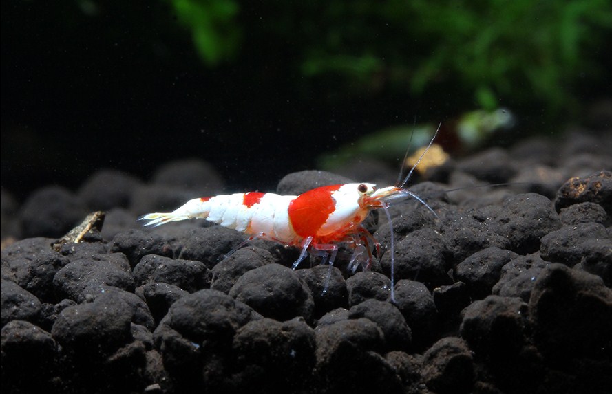 Red Bee shrimp