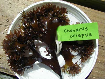 Irish moss chondrus crispus purple golden from peru Wholesale in Stock